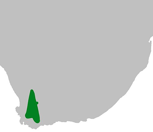 Buchu: Distribución geográfica de Agathosma Betulina