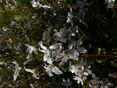 Buchu (Agathosma betulina)