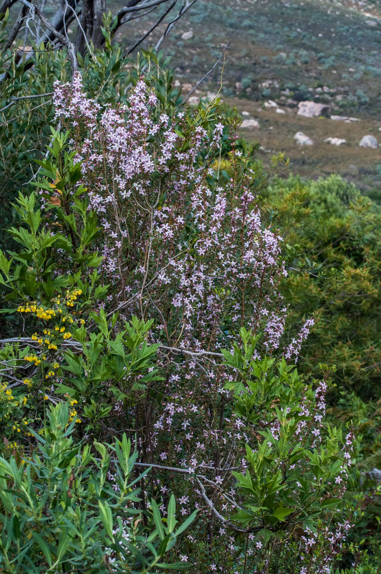 Buchu: Round-leaved Buchu, Agathosma betulina, photographed by Margriet B., on 6 August 2019, Uitkyk river walk, Cederberg, Western Cape province of South Africa