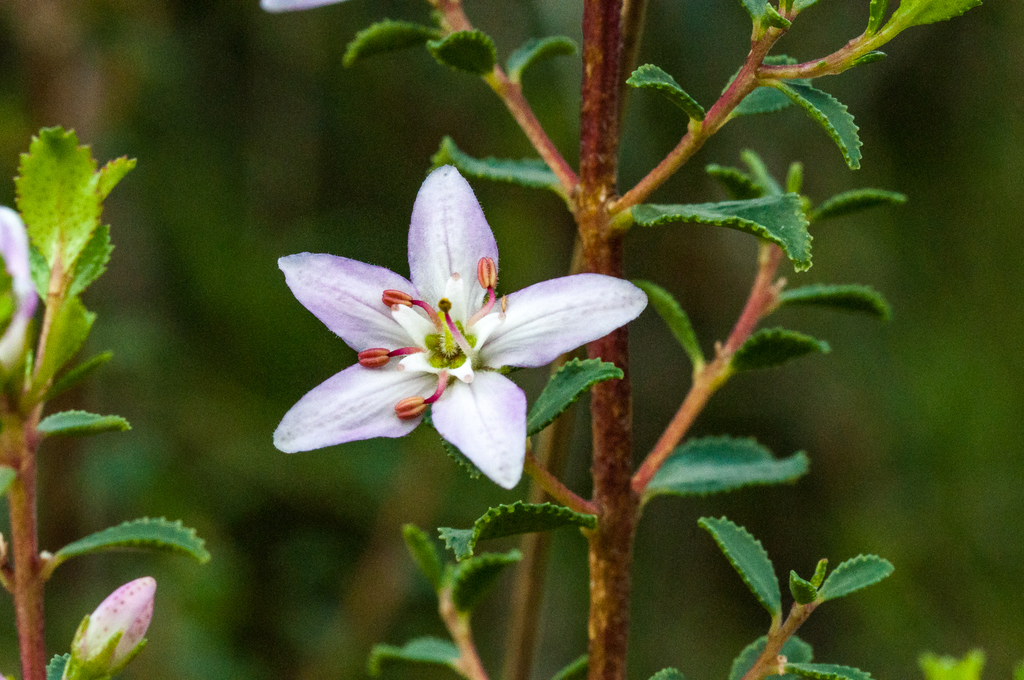 Buchu (Agathosma betulina)