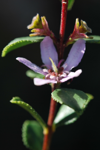 Buchu (Agathosma betulina)
