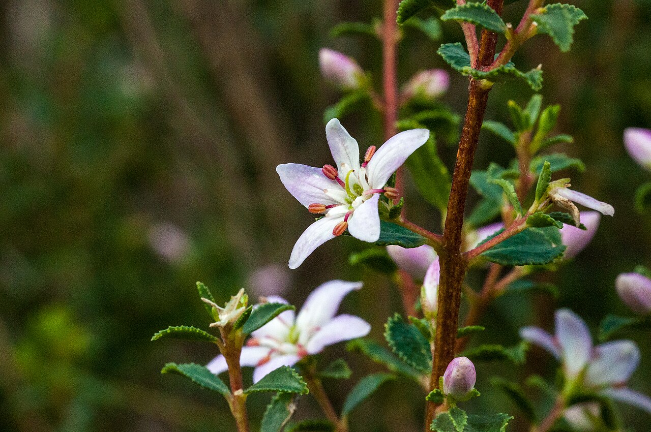 Buchu: Round-leaved Buchu, Agathosma betulina, photographed by Margriet B., on 6 August 2019, Uitkyk river walk, Cederberg, Western Cape province of South Africa