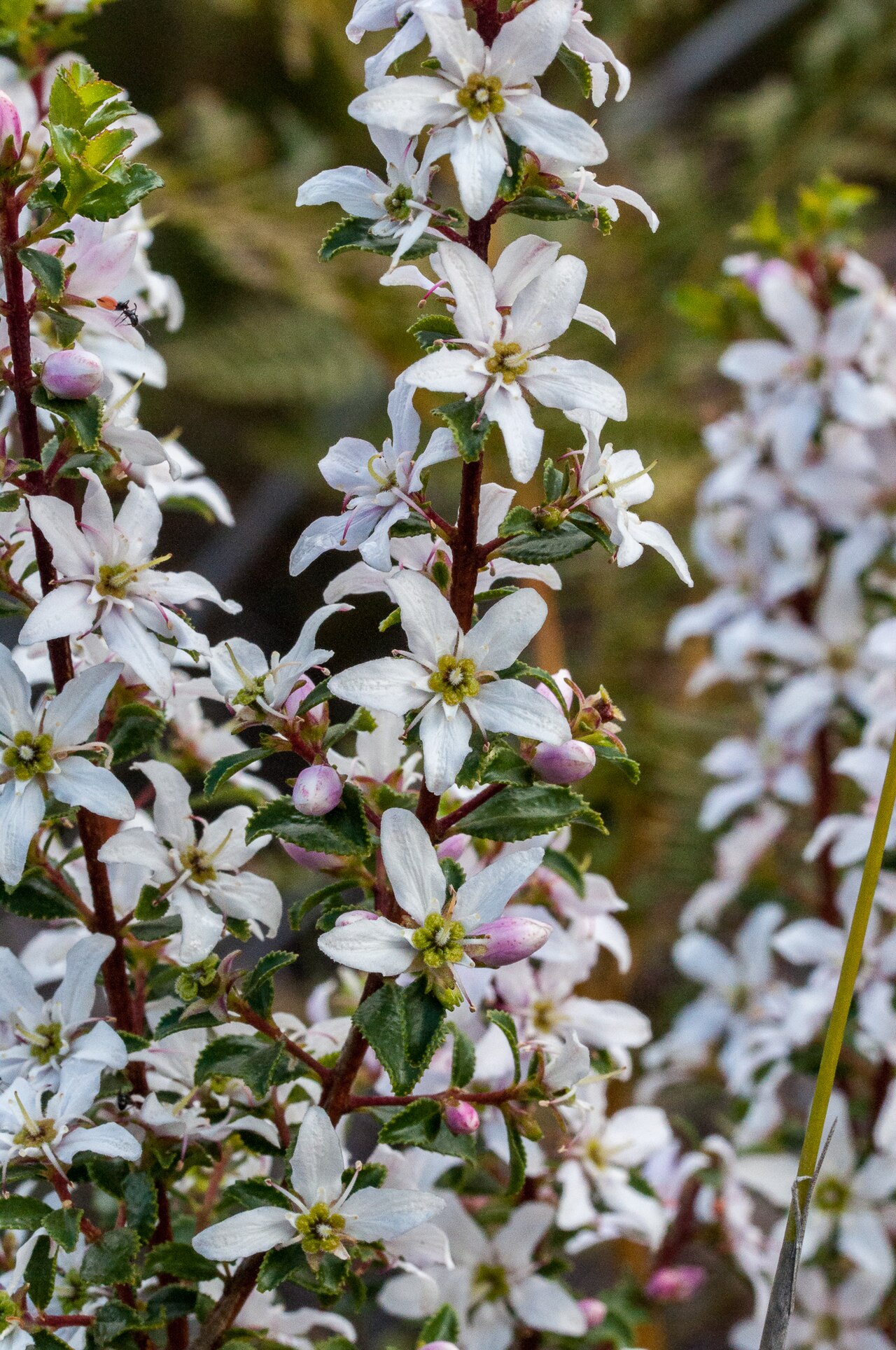 Buchu: Round-leaved Buchu, Agathosma betulina, photographed by Margriet B., on 6 August 2019, Uitkyk river walk, Cederberg, Western Cape province of South Africa