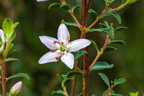 Buchu: Round-leaved Buchu, Agathosma betulina, photographed by Margriet B., on 6 August 2019, Uitkyk river walk, Cederberg, Western Cape province of South Africa