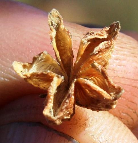 Buchu (Agathosma betulina)