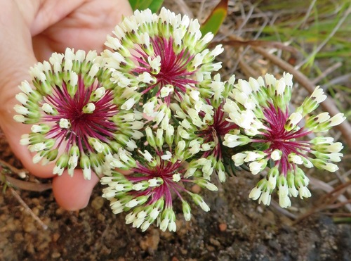 Redstalk buchu (Agathosma bifida)