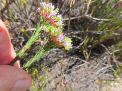 Redstalk buchu (Agathosma bifida)