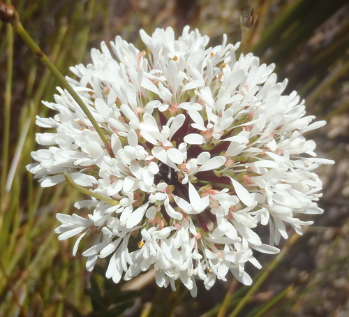 Redstalk buchu (Agathosma bifida)