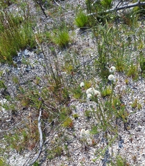 Redstalk buchu (Agathosma bifida)
