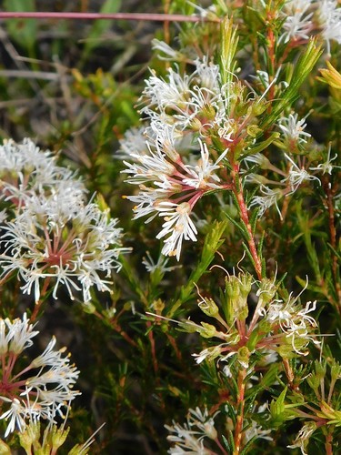 Redstalk buchu (Agathosma bifida)