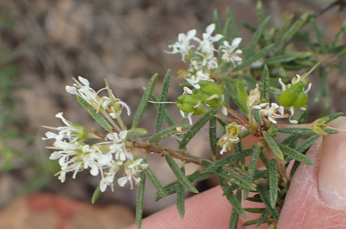 Agathosma bisulca (Agathosma bisulca)