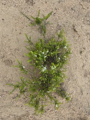 Agathosma bisulca (Agathosma bisulca)