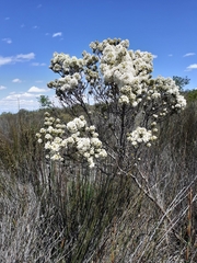Agathosma bisulca (Agathosma bisulca)