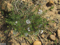 Agathosma bisulca (Agathosma bisulca)