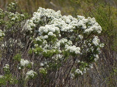 Agathosma bisulca (Agathosma bisulca)