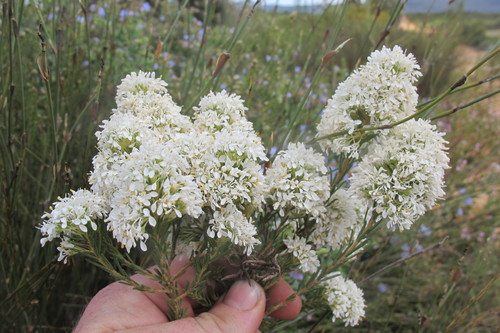 Agathosma bisulca (Agathosma bisulca)