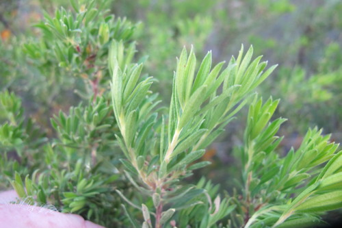 Agathosma bisulca (Agathosma bisulca)