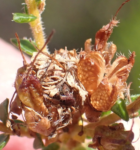Cape buchu (Agathosma capensis)