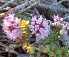 Cape buchu (Agathosma capensis)