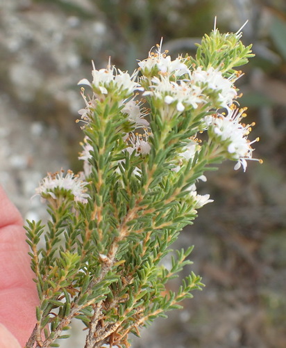 Cape buchu (Agathosma capensis)