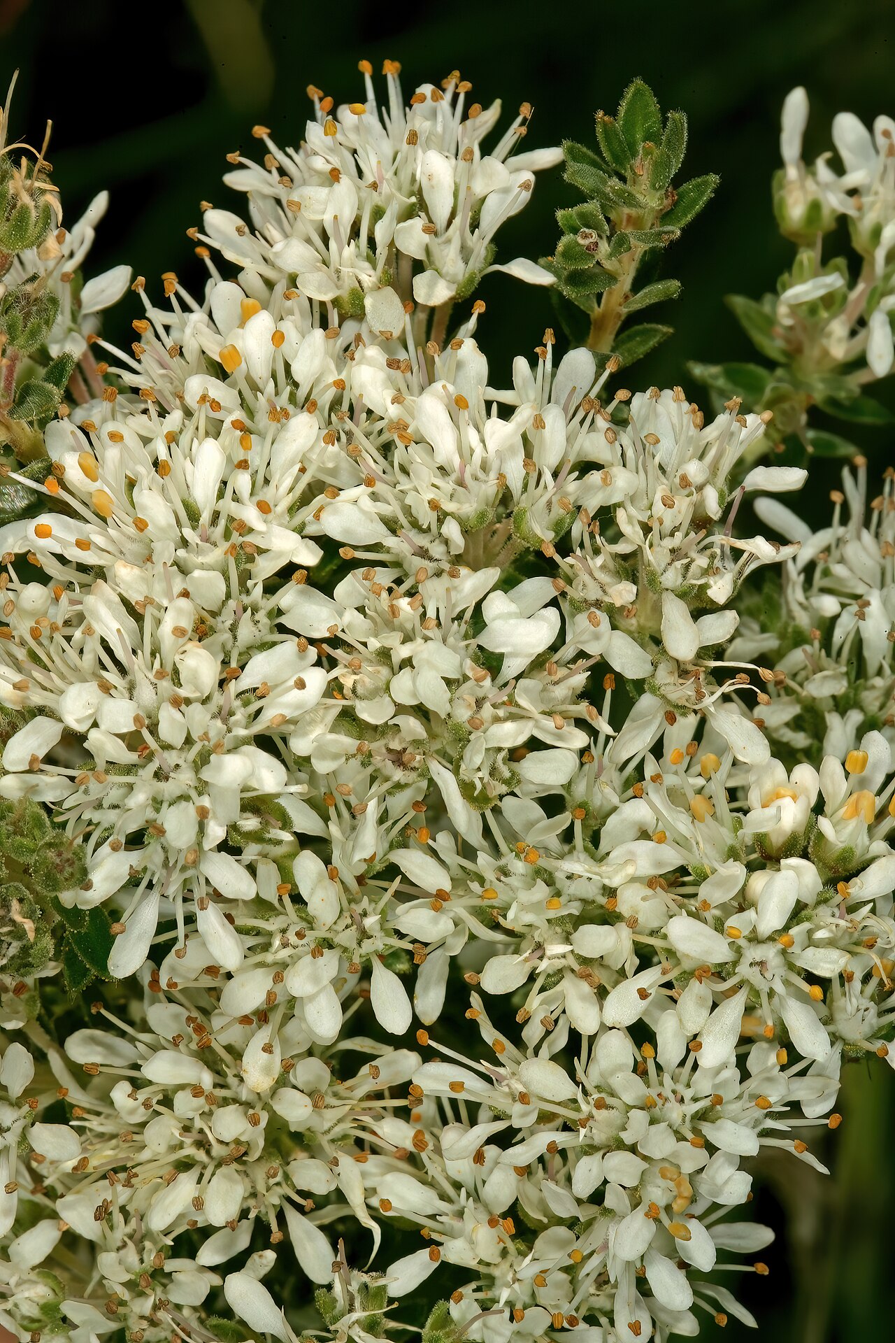 Cape buchu: Agathosma capensis , flowers; Tinie Versfeld Wild Flower Reserve, Darling, Western Cape, South Africa