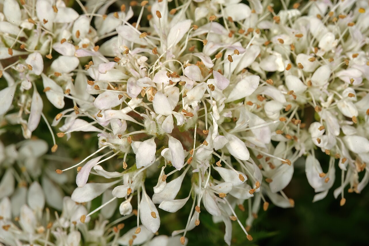 Cape buchu: Agathosma capensis , flowers; Helderberg Nature Reserve, Somerset West, Western Cape, South Africa