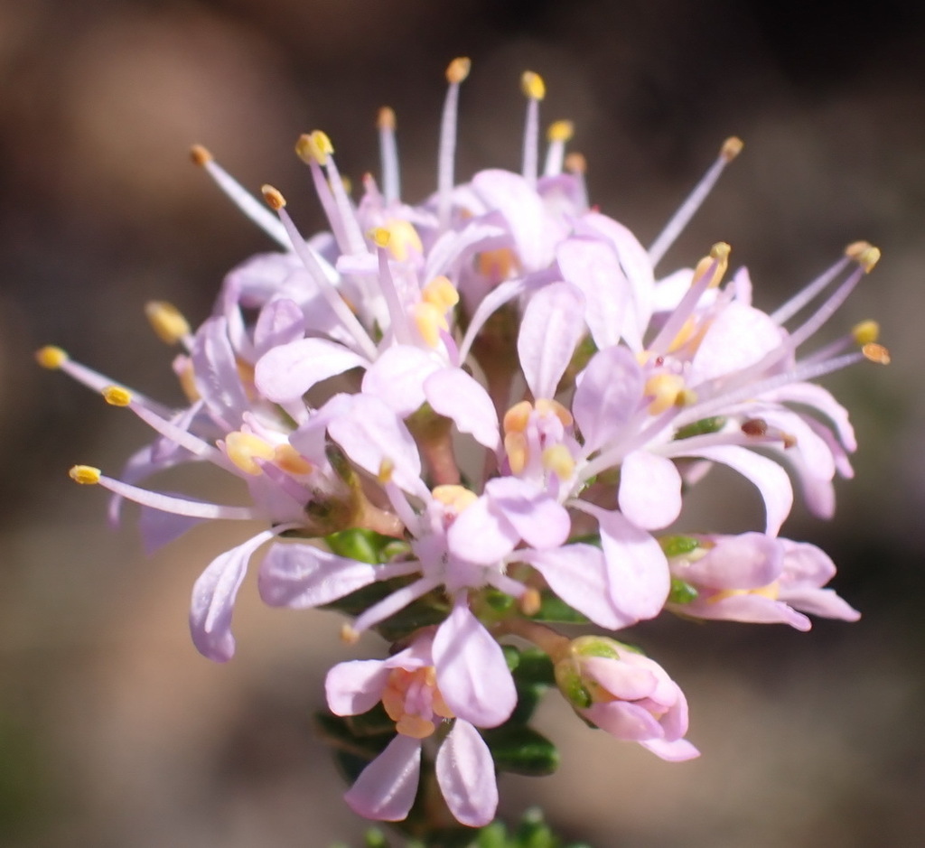 Cape buchu (Agathosma capensis)