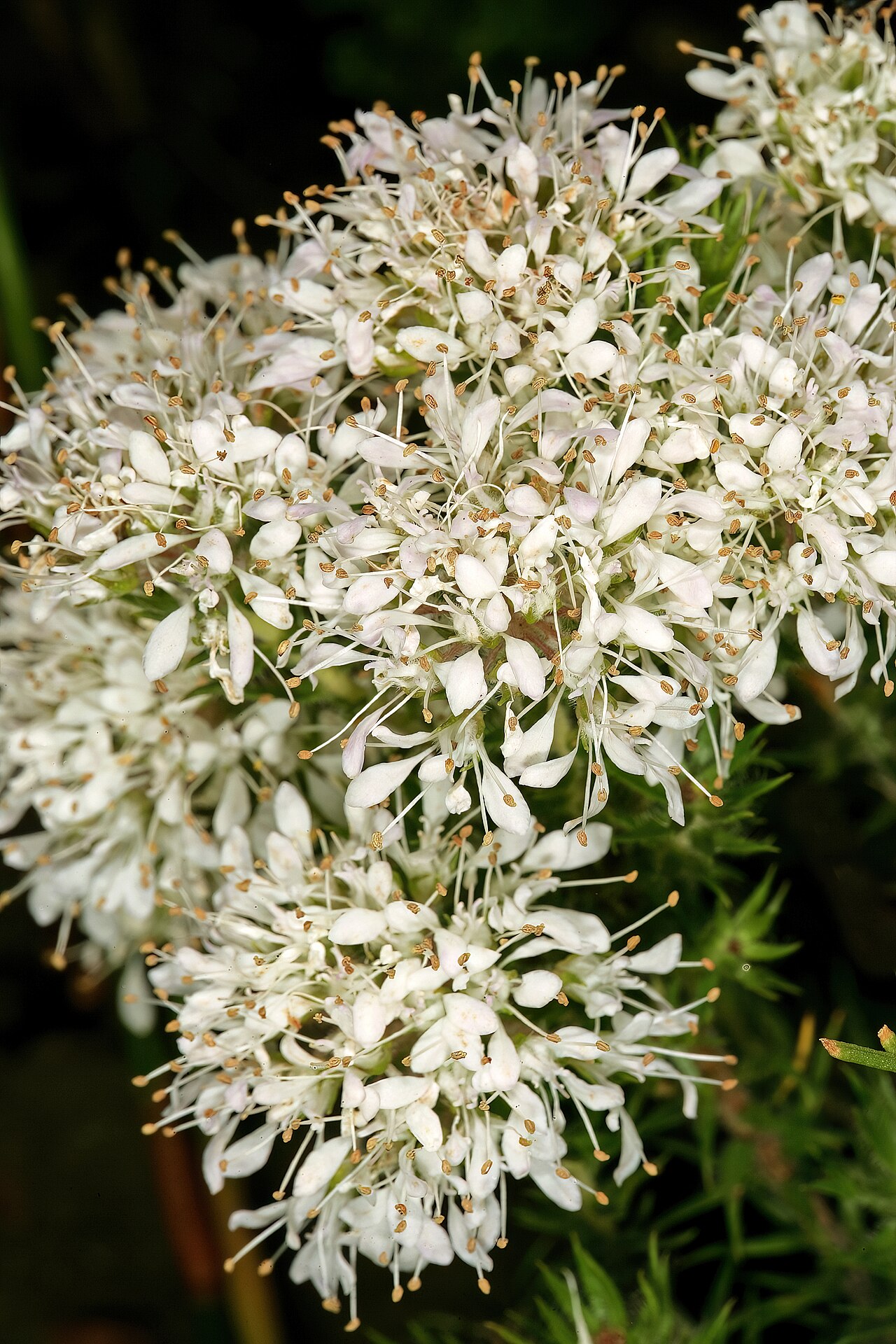 Cape buchu: Agathosma capensis , flowers; Helderberg Nature Reserve, Somerset West, Western Cape, South Africa