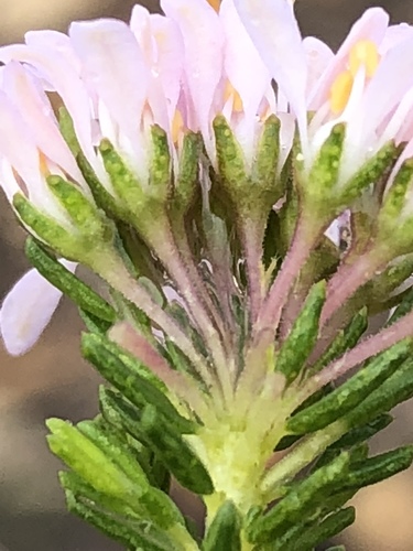 Cape buchu (Agathosma capensis)