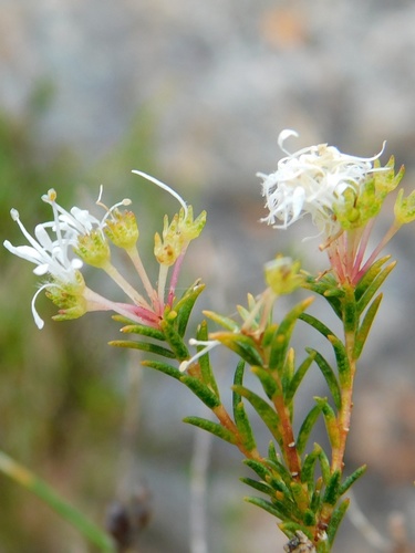 Cape buchu (Agathosma capensis)