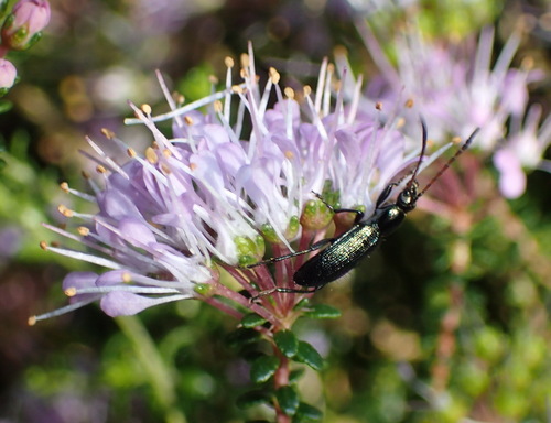 Cape buchu (Agathosma capensis)