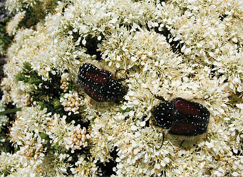 Cape buchu: Trichostetha bicolor feeding on flowers of Agathosma capensis (Rutaceae) at Saldanha Bay, September 2004 (Photo: L Clennell).