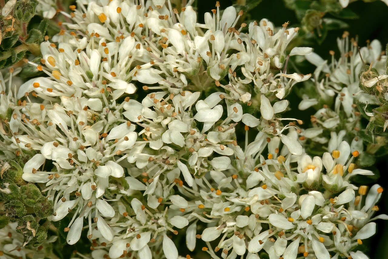 Cape buchu: Agathosma capensis , flowers; Tinie Versfeld Wild Flower Reserve, Darling, Western Cape, South Africa