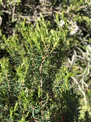 Agathosma clavisepala (Agathosma clavisepala)