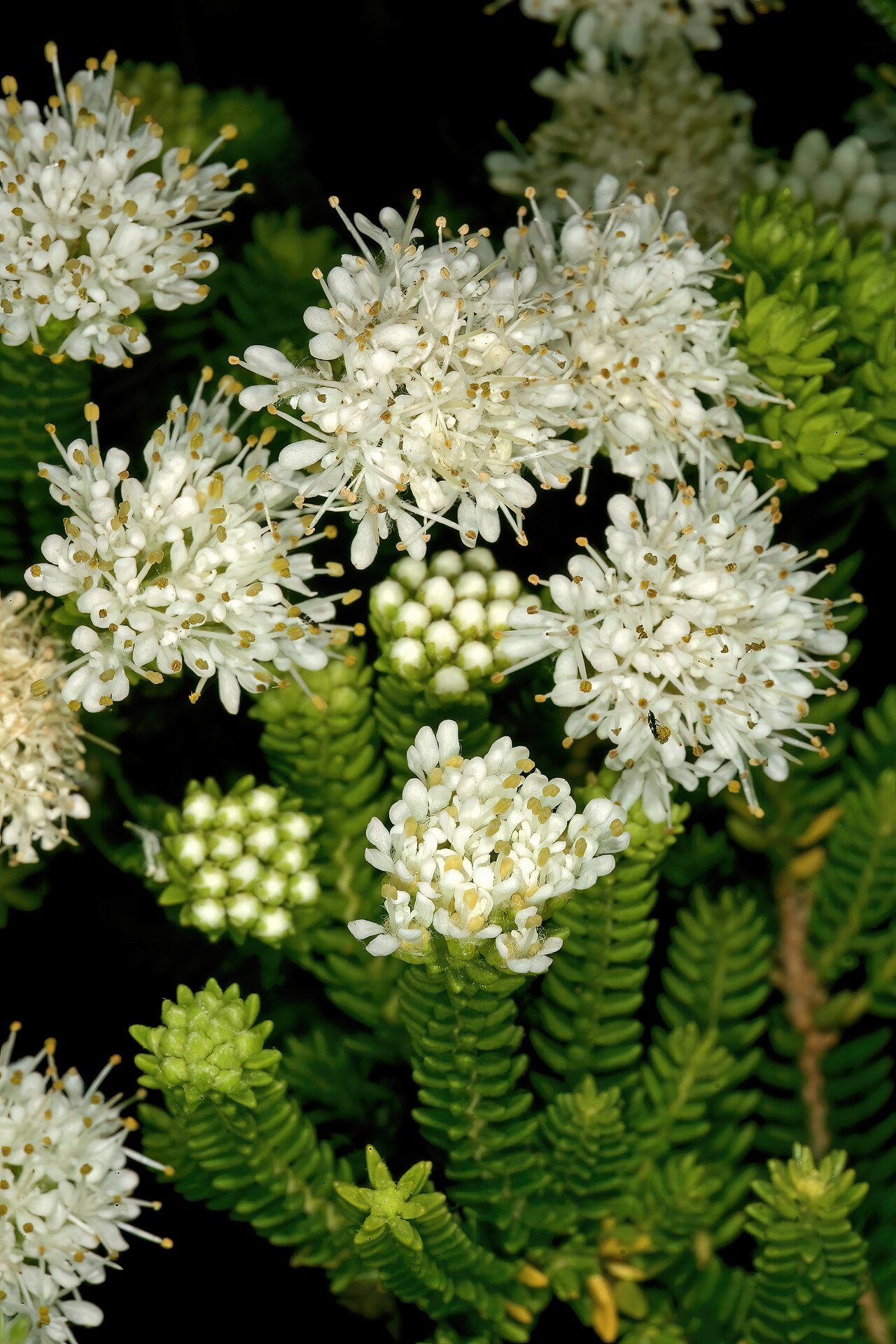 Dune buchu: Agathosma collina , flowers; Kirstenbosch National Botanical Garden, Cape Town, Western Cape, South Africa