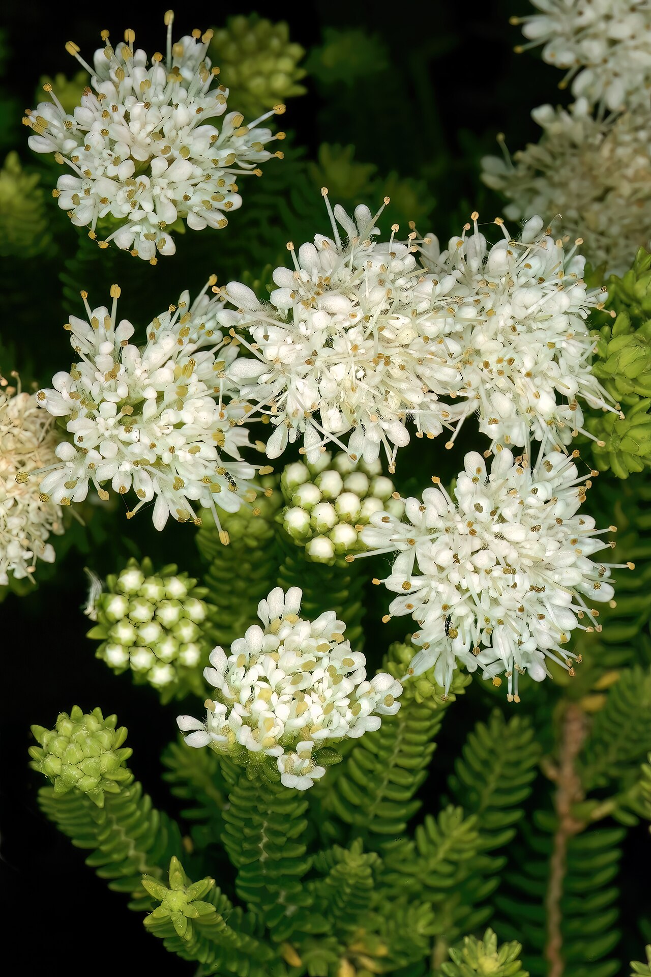 Dune buchu: Agathosma collina , flowers; Kirstenbosch National Botanical Garden, Cape Town, Western Cape, South Africa