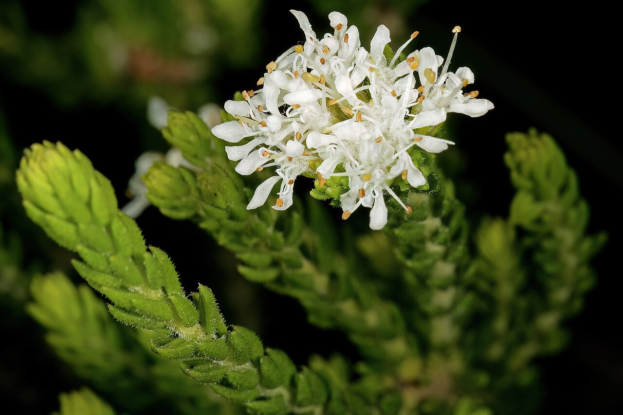 Dune buchu: Agathosma collina , flowers; Kirstenbosch National Botanical Garden, Cape Town, Western Cape, South Africa