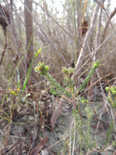 Agathosma corymbosa (Agathosma corymbosa)