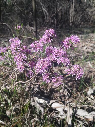 Agathosma corymbosa (Agathosma corymbosa)