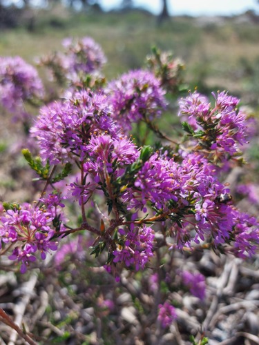 Agathosma corymbosa (Agathosma corymbosa)
