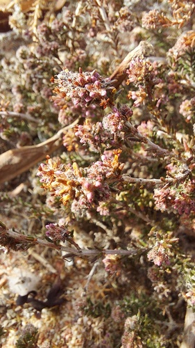 Agathosma corymbosa (Agathosma corymbosa)