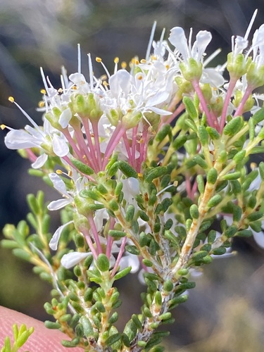 Agathosma crassifolia (Agathosma crassifolia)