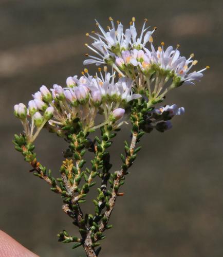 Agathosma crassifolia (Agathosma crassifolia)
