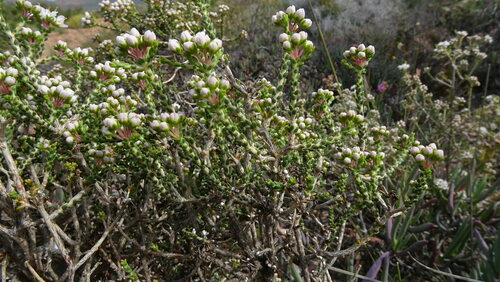 Agathosma crassifolia (Agathosma crassifolia)