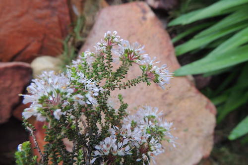 Agathosma crassifolia (Agathosma crassifolia)