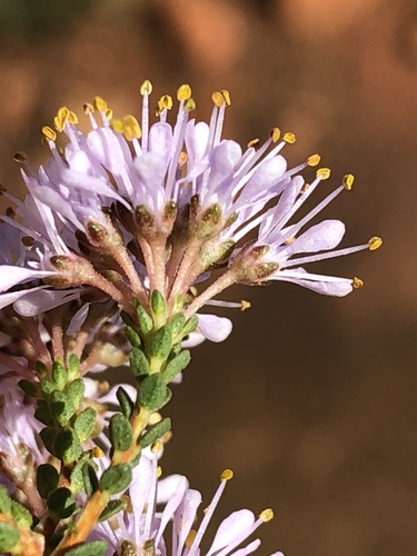 Agathosma crassifolia (Agathosma crassifolia)