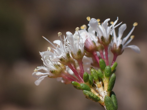 Agathosma crassifolia (Agathosma crassifolia)