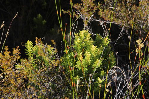 Buchu (Agathosma crenulata)