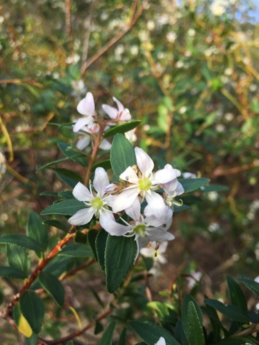 Buchu (Agathosma crenulata)