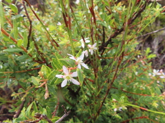 Buchu (Agathosma crenulata)